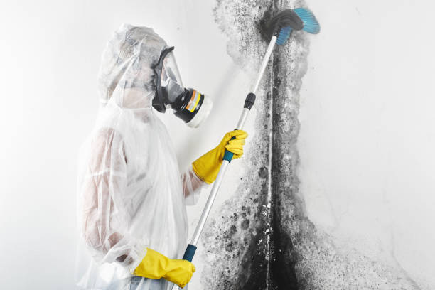 Best Mold Odor Removal Services  in Tanaina, AK